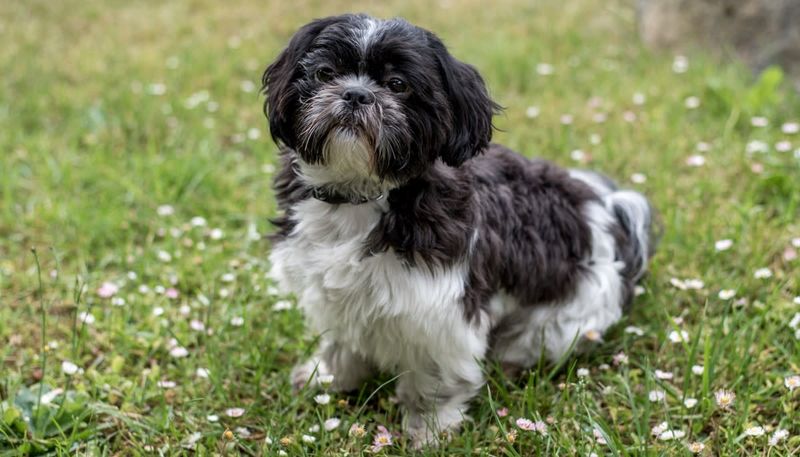 Shih Tzu