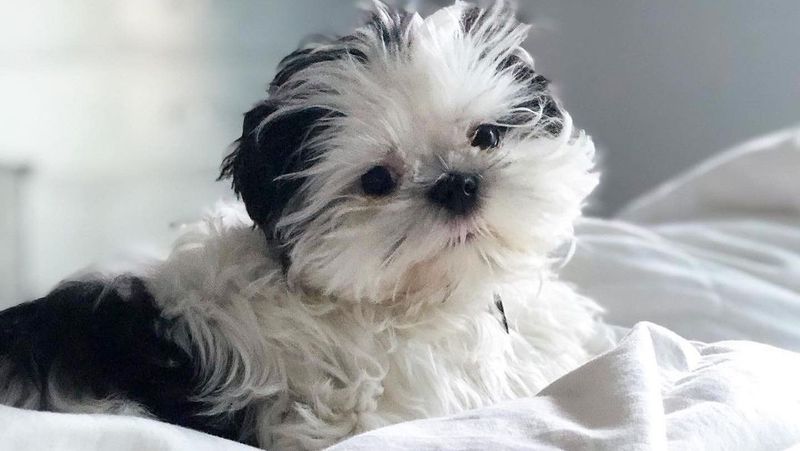 Shih Tzu