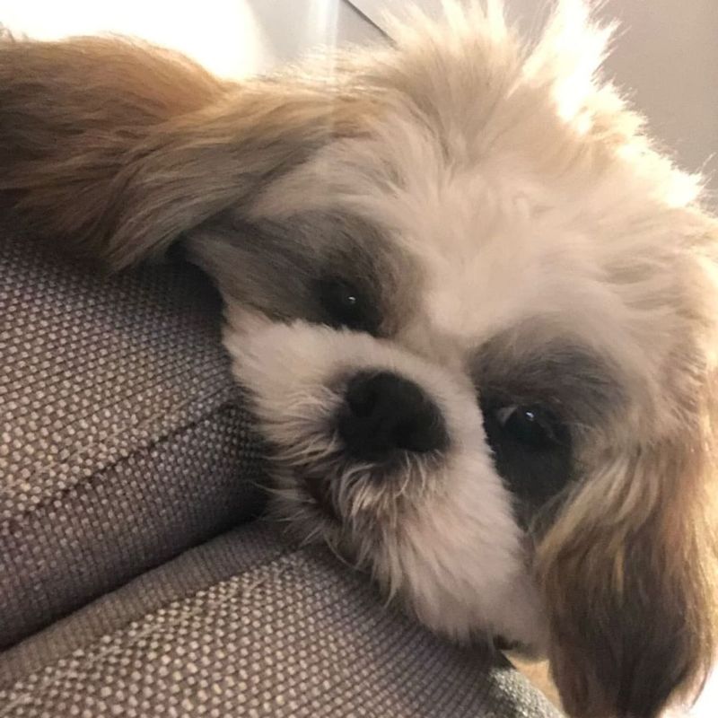 Shih Tzu