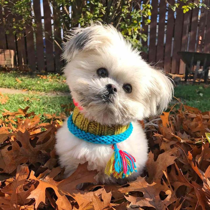 Shih Tzu