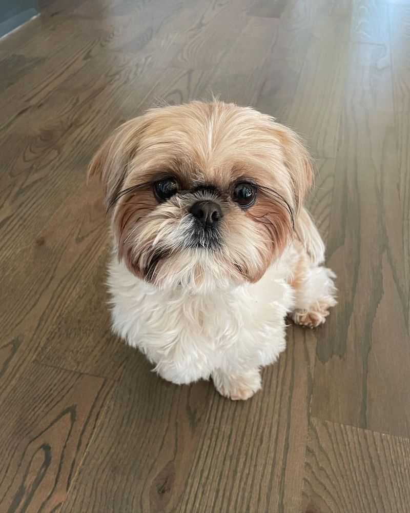 Shih Tzu