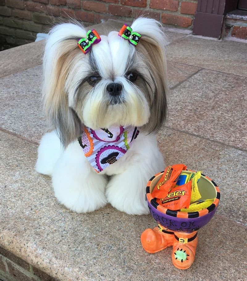 Shih Tzu