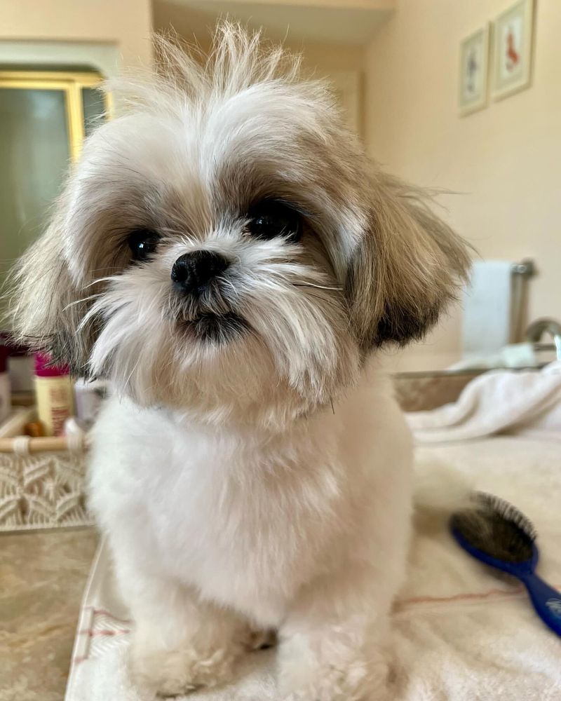 Shih Tzu