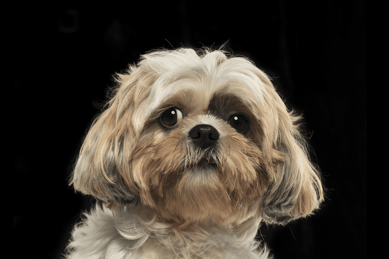 Shih Tzu - Eye Problems