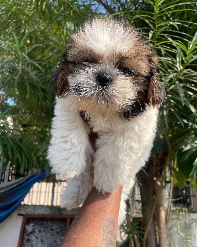 Shih Tzu Puppy