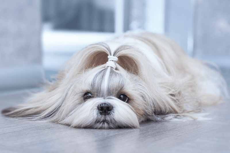 Shih Tzu