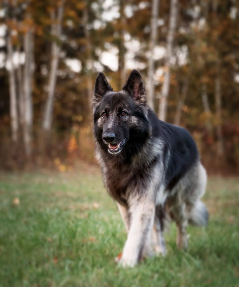 Shiloh Shepherd