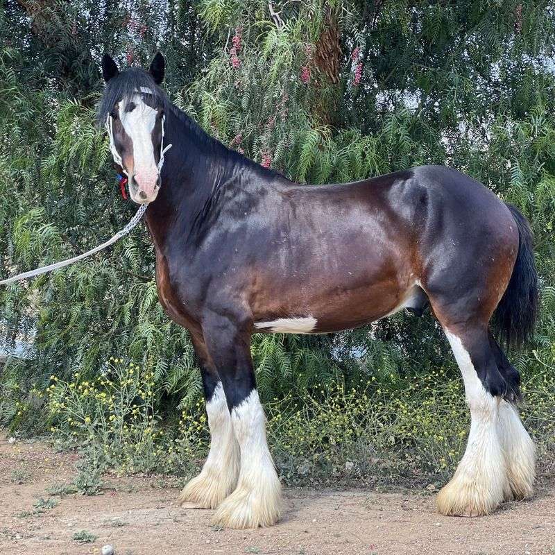 Shire Horse