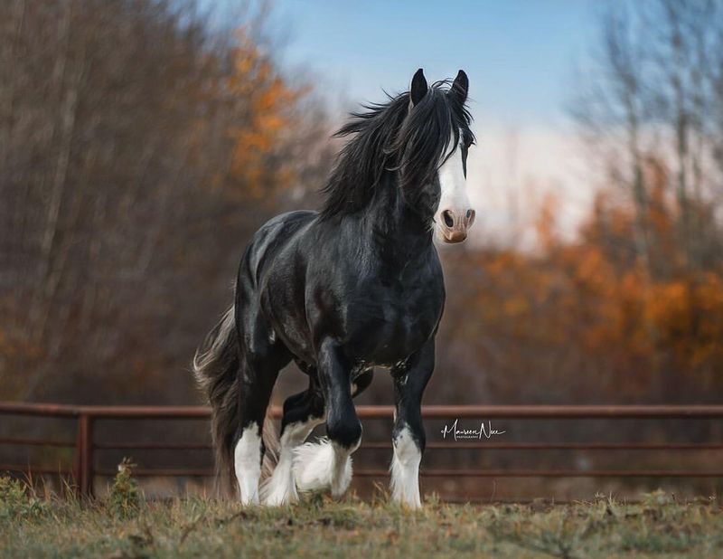 Shire Horse