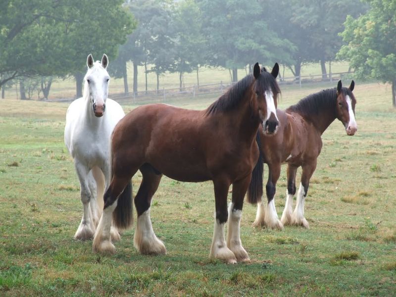 Shire Horse