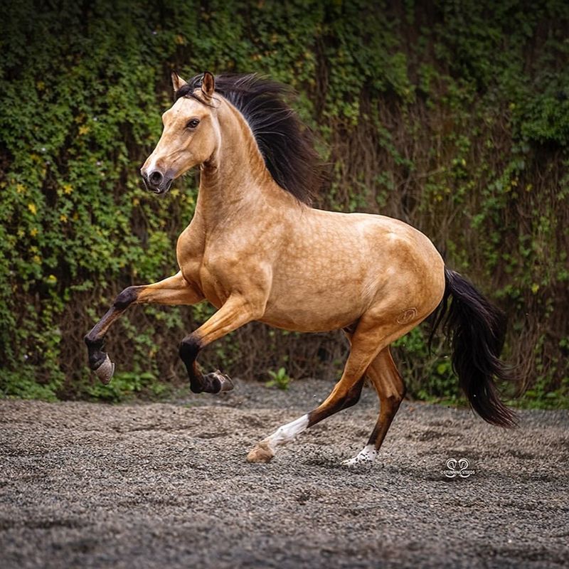 Lusitano