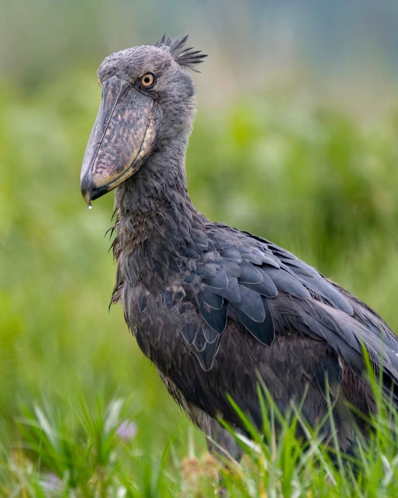 Shoebill Stork