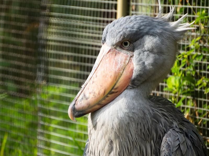 Shoebill Stork