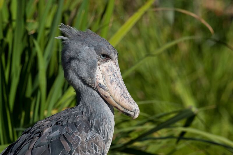 Shoebill Stork