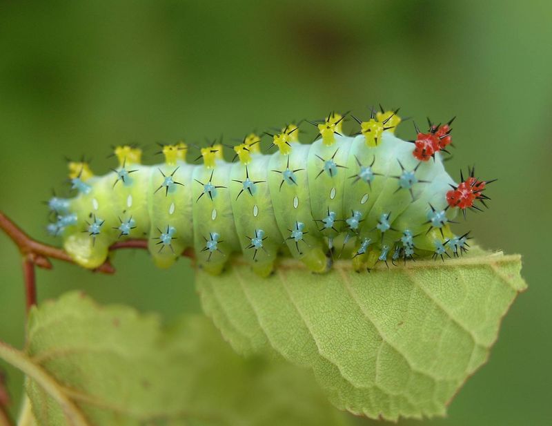 Vibrant Caterpillar