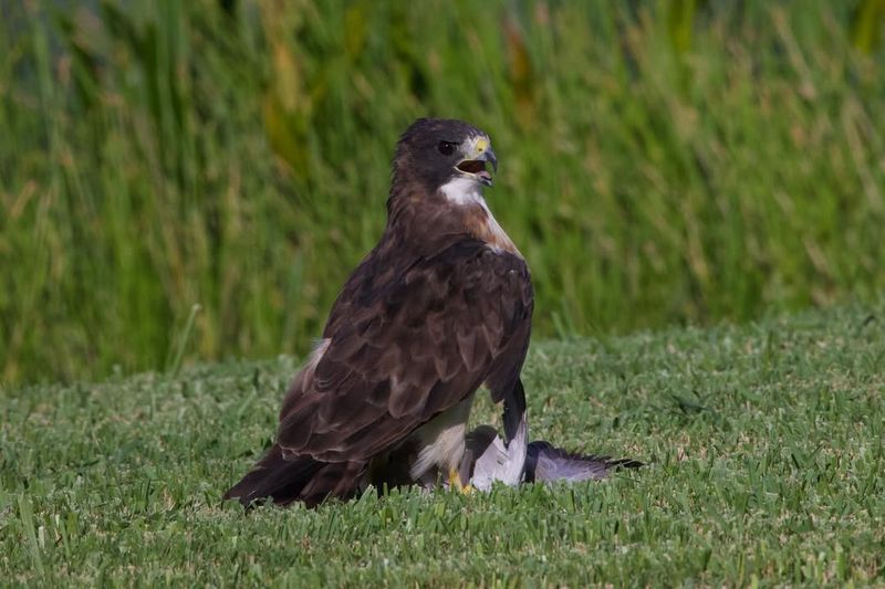 Short-Tailed Hawk