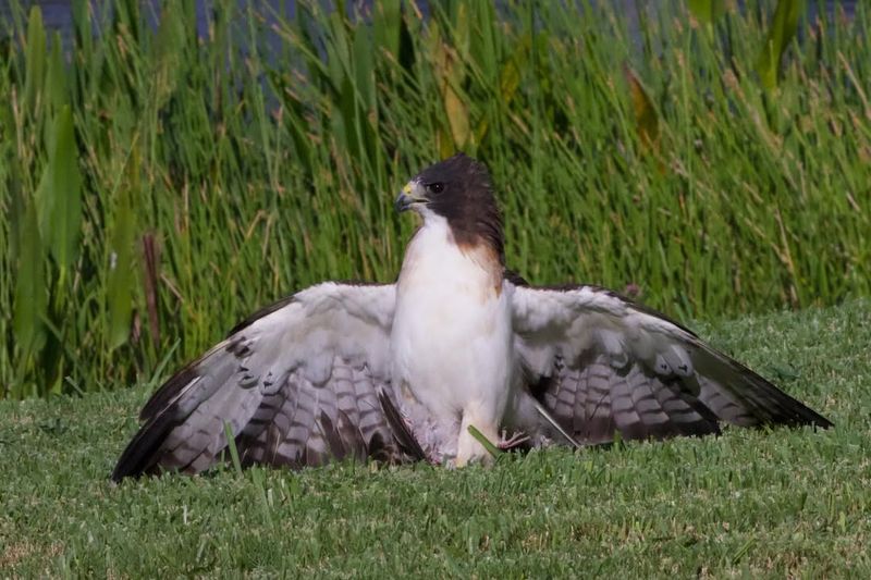 Short-Tailed Hawk