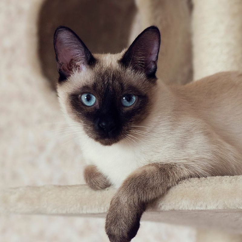 Siamese