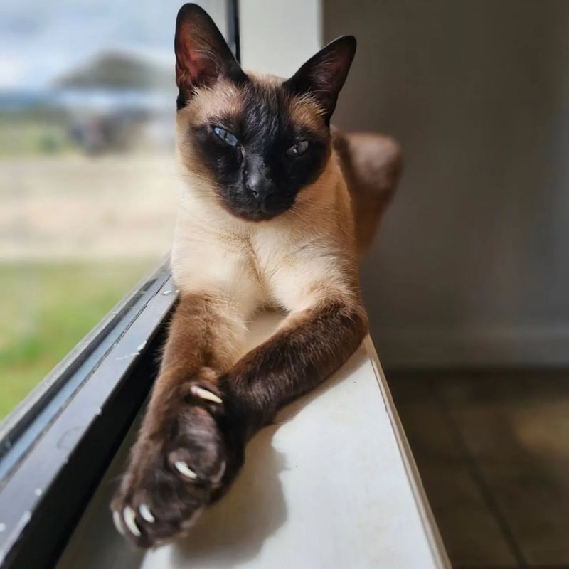 Siamese