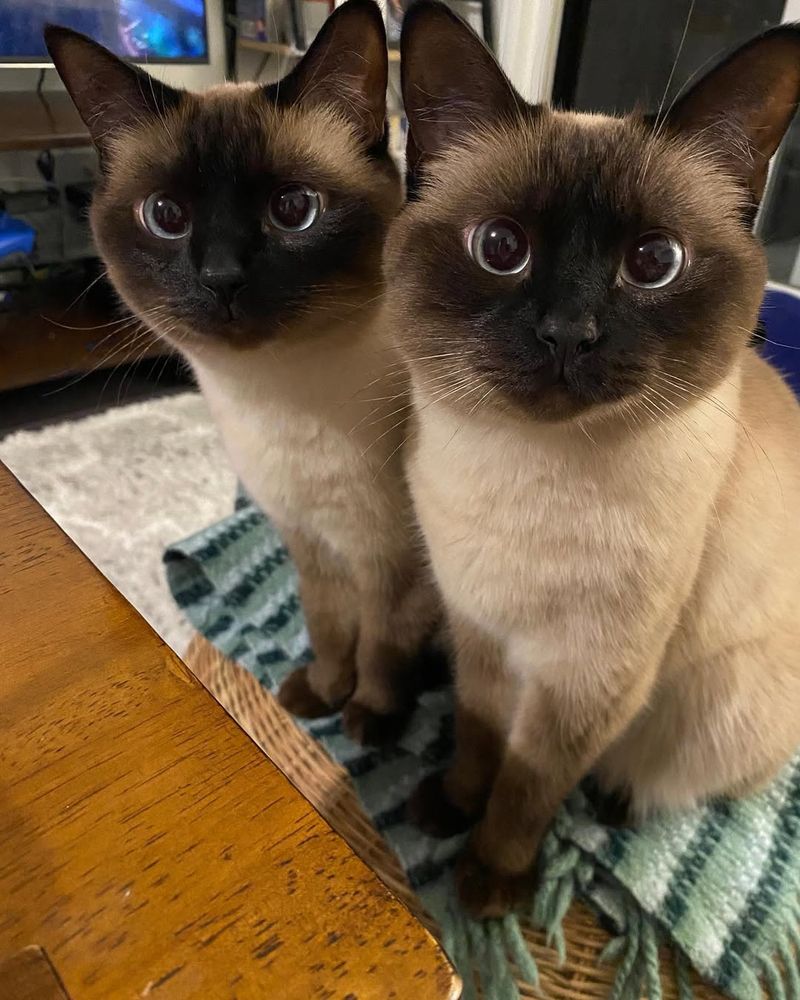 Siamese