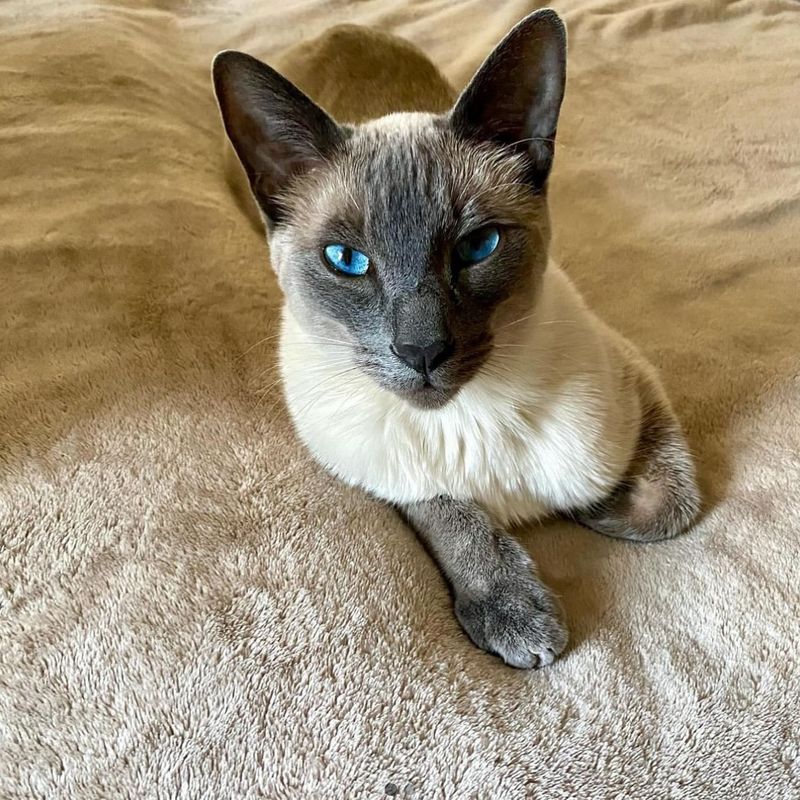 Siamese Cat