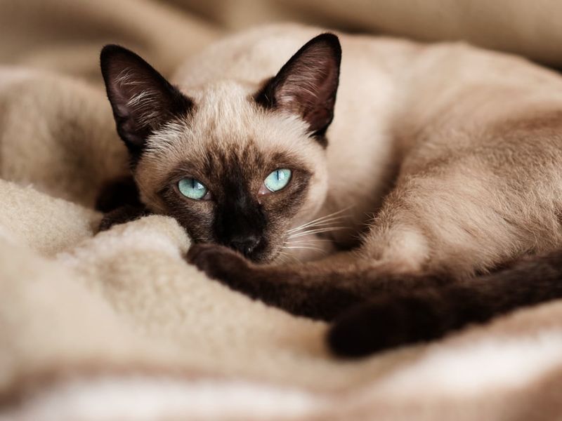 Siamese Cat