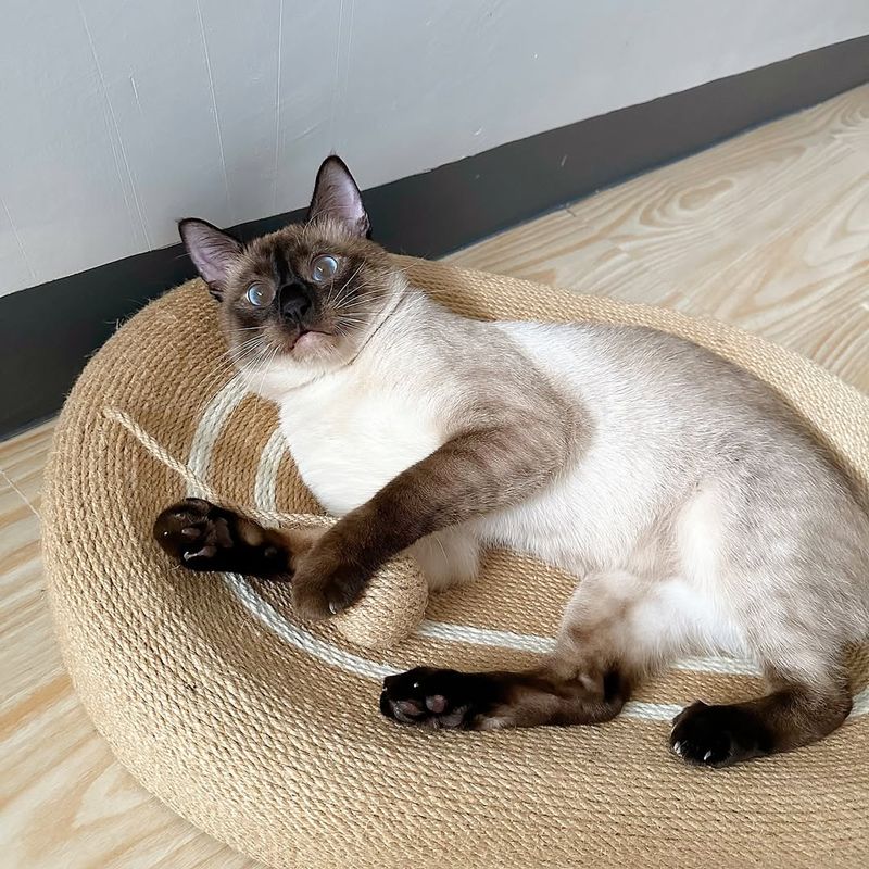 Siamese Cat Care Tips