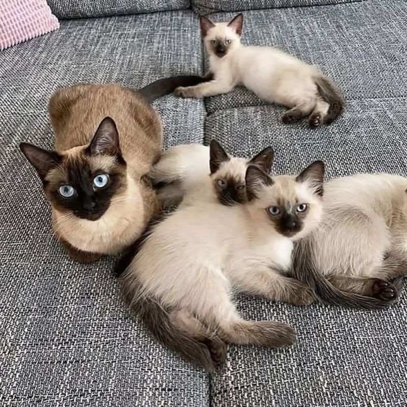 Siamese Cat Rescue