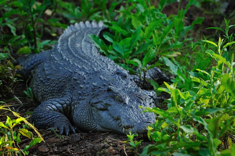 Siamese Crocodile