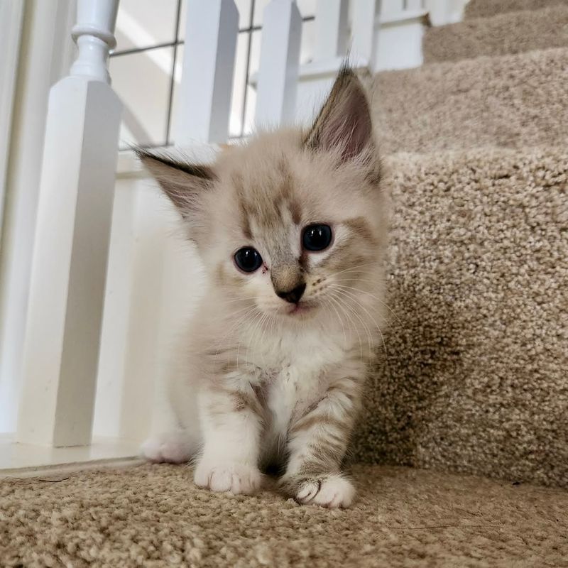 Siamese Kitten