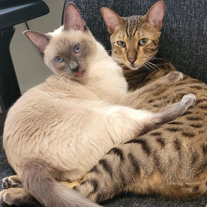 Siamese Savannah