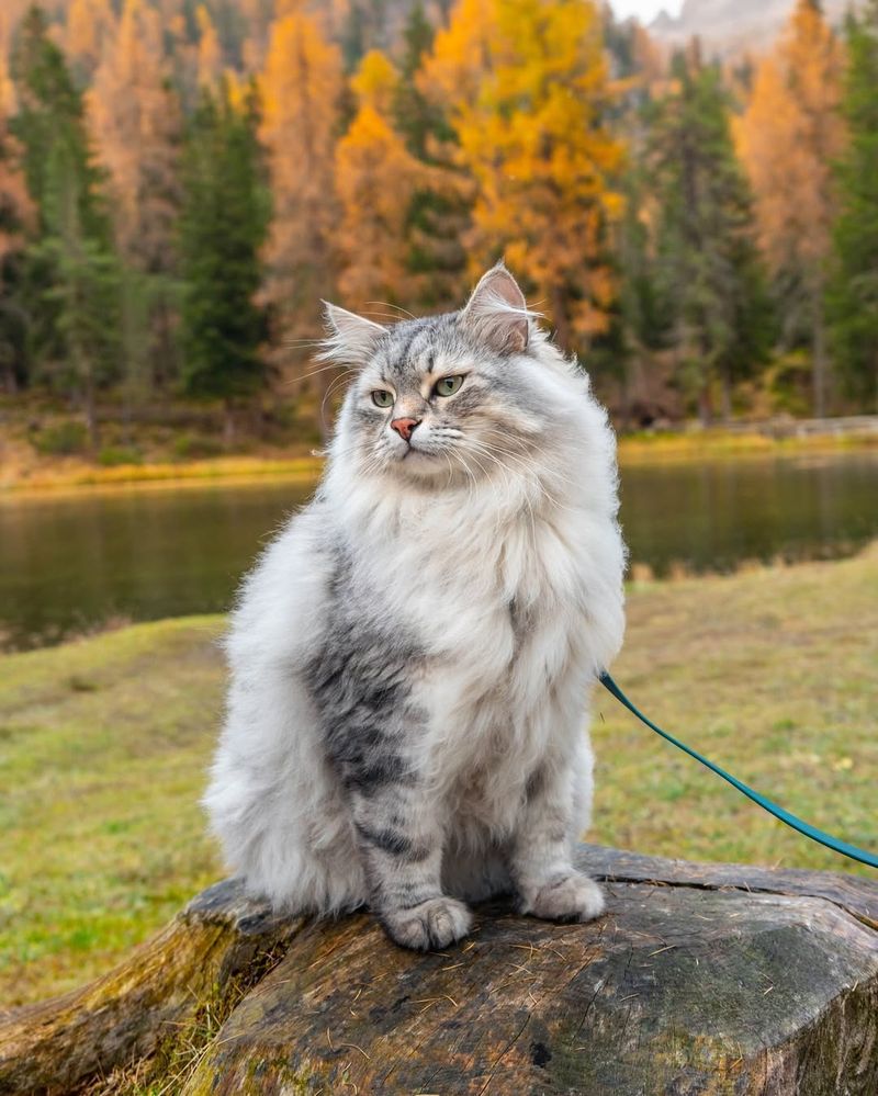 Siberian Cat