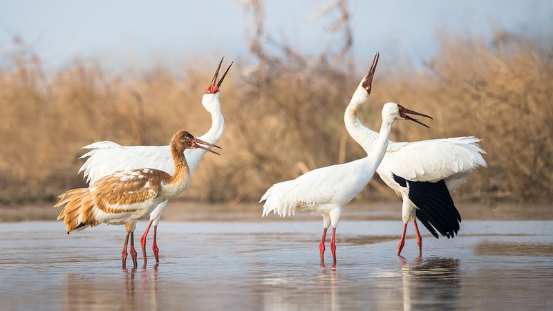 Siberian Crane