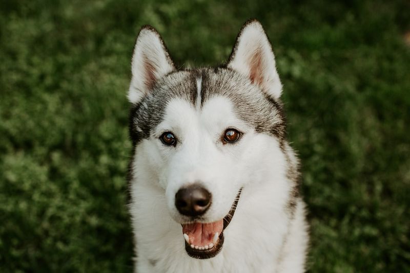 Siberian Husky