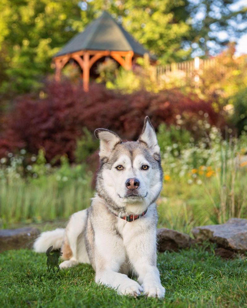 Siberian Husky