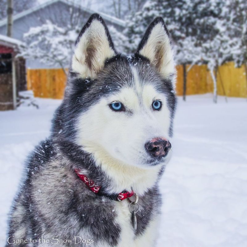 Siberian Husky