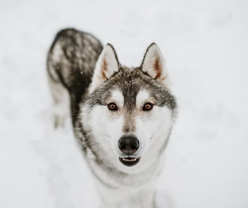 Siberian Husky