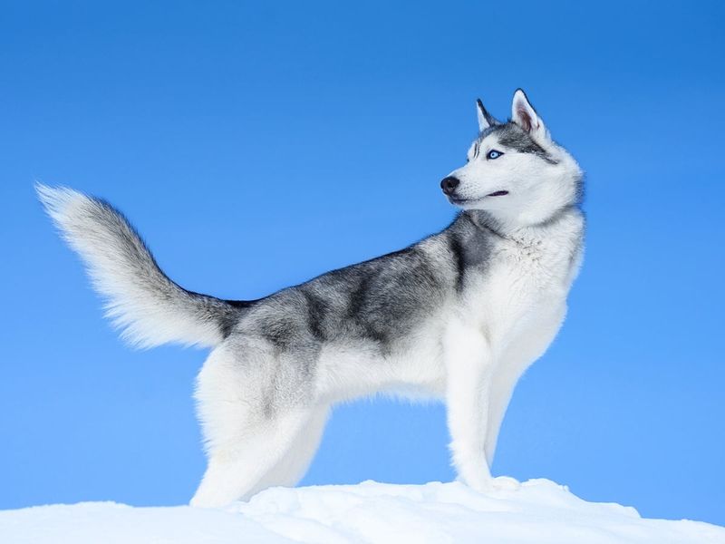 Siberian Husky