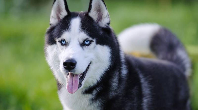 Siberian Husky