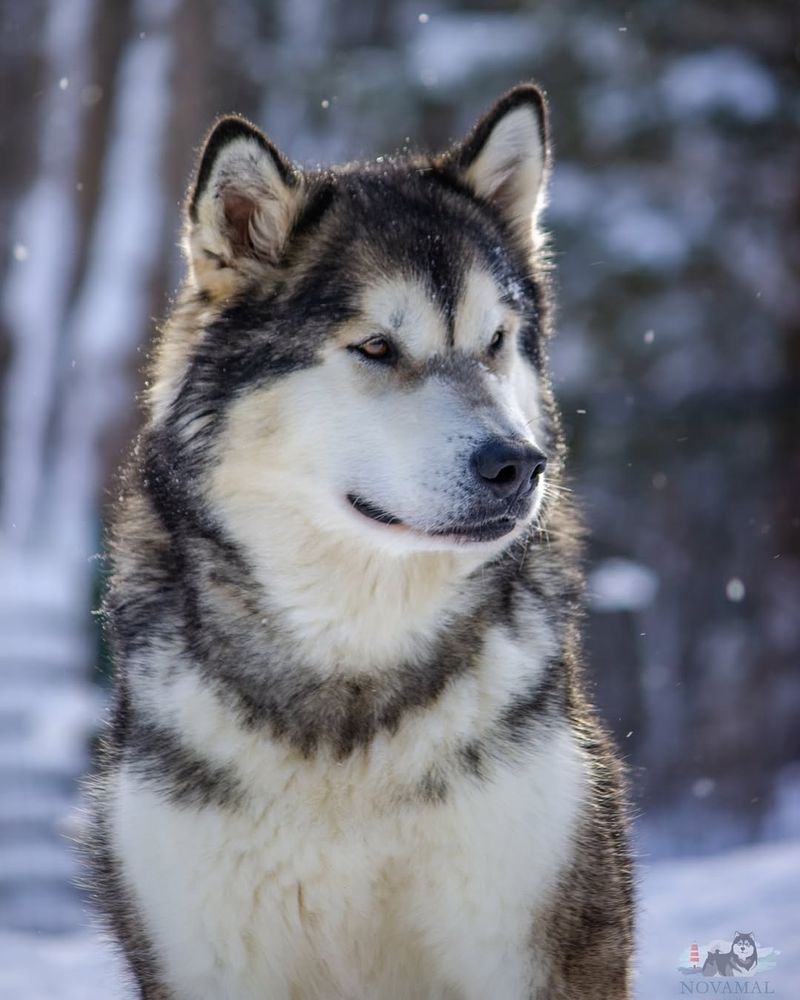 Alaskan Malamute