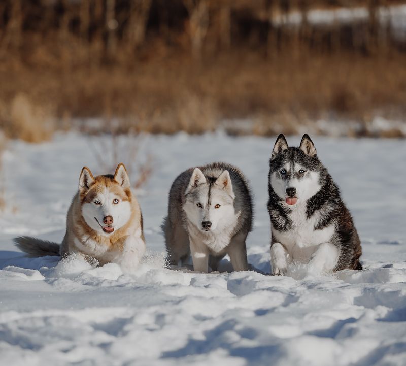 Siberian Husky