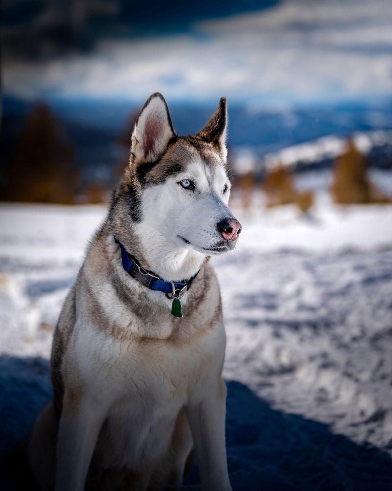 Siberian Husky