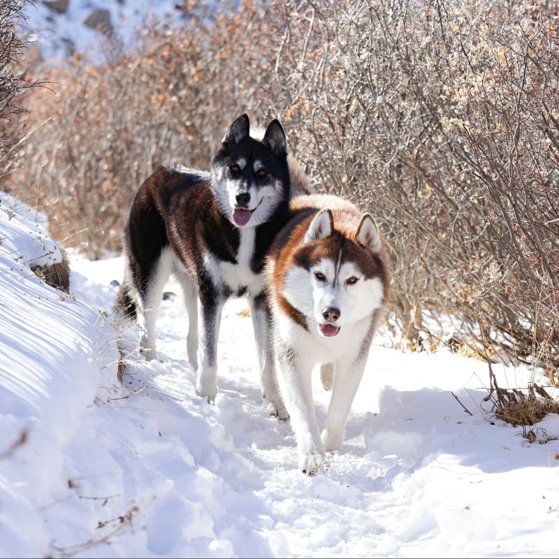 Siberian Husky