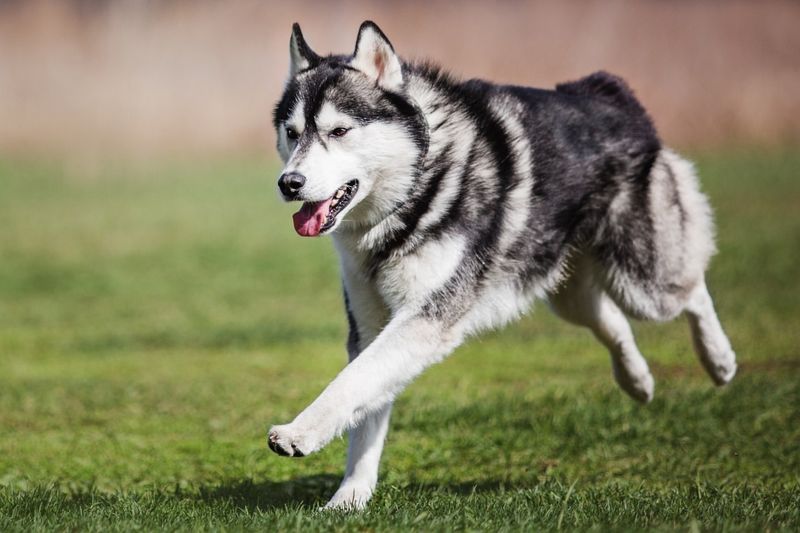 Siberian Husky