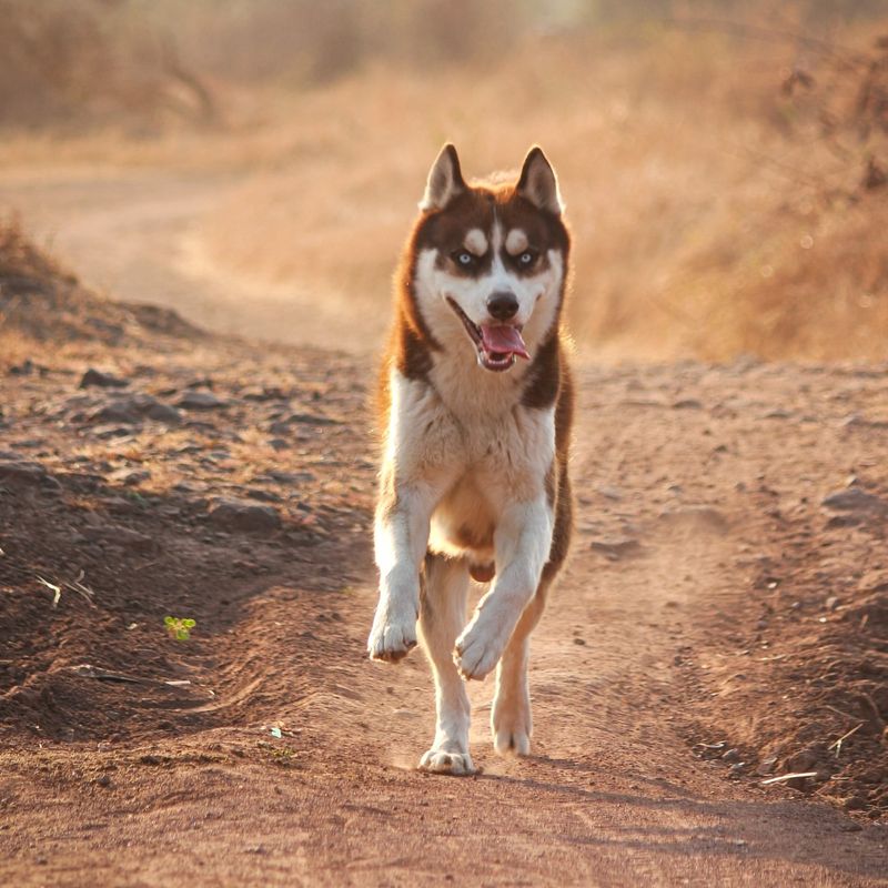 Siberian Husky