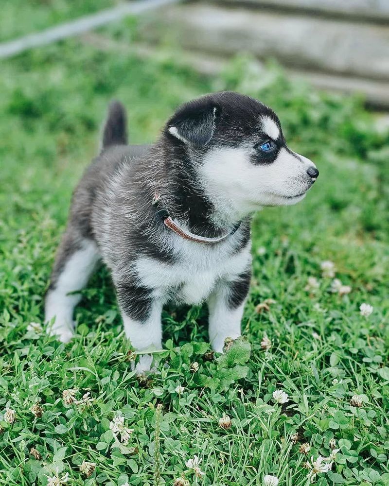 Siberian Husky Puppy