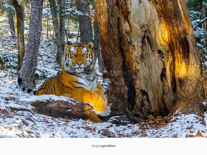 Siberian Tiger