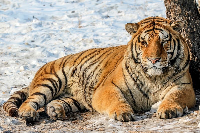 Siberian Tiger