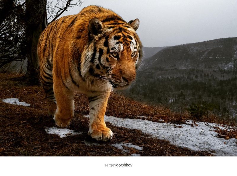 Siberian Tiger