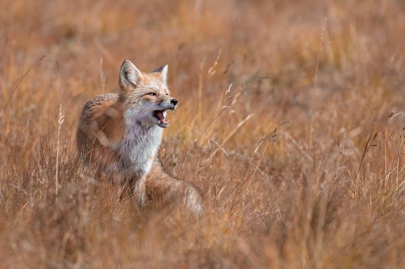 Sierra Nevada Red Fox